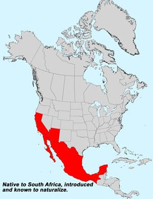 North America species range map for Oncosiphon piluliferum: Click image for full size map.